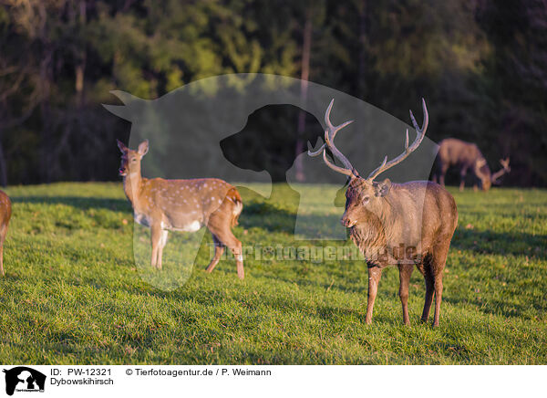 Dybowskihirsch / Dybowski's sika deer / PW-12321