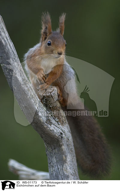 Eichrnchen auf dem Baum / WS-01173