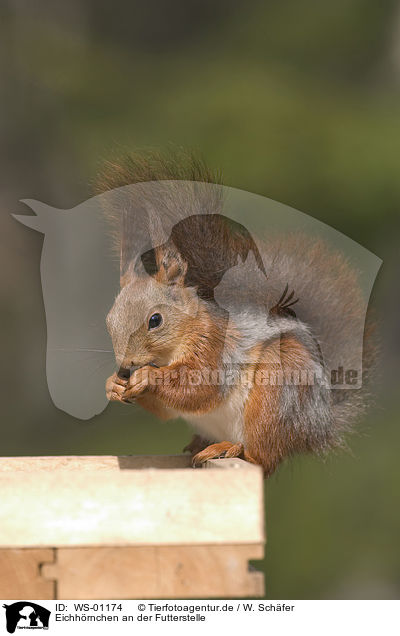 Eichhrnchen an der Futterstelle / eating squirrel / WS-01174