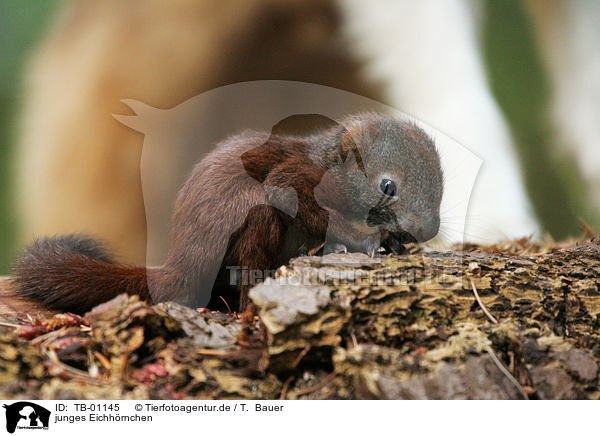 junges Eichhrnchen / young squirrel / TB-01145