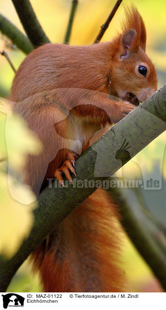 Eichhrnchen / squirrel / MAZ-01122