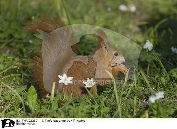 Eichhrnchen / squirrel / THA-02260
