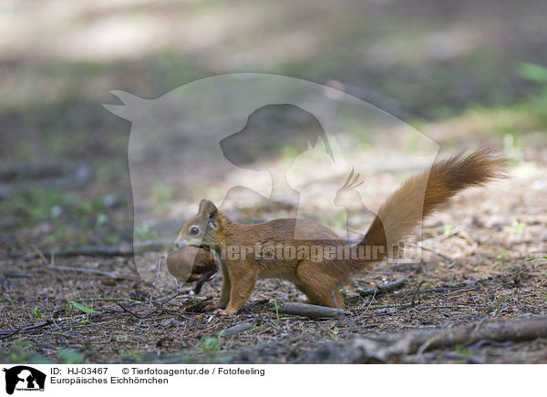 Europisches Eichhrnchen / red squirrel / HJ-03467