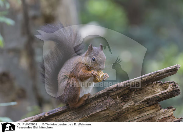 fressendes Eichhrnchen / eating squirrel / PW-02932