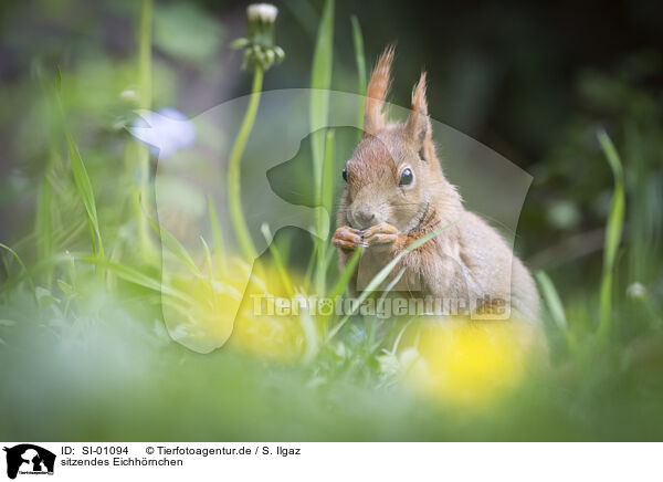 sitzendes Eichhrnchen / SI-01094