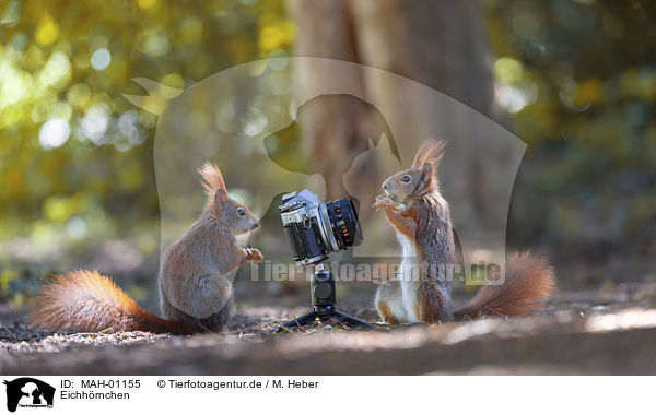 Eichhrnchen / Squirrel / MAH-01155