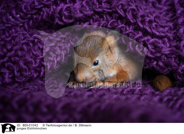 junges Eichhrnchen / young european squirrel / BDI-01042