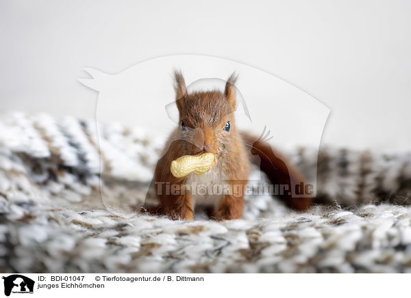 junges Eichhrnchen / young european squirrel / BDI-01047