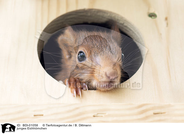 junges Eichhrnchen / young european squirrel / BDI-01058