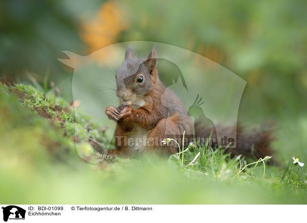 Eichhrnchen / squirrel / BDI-01099