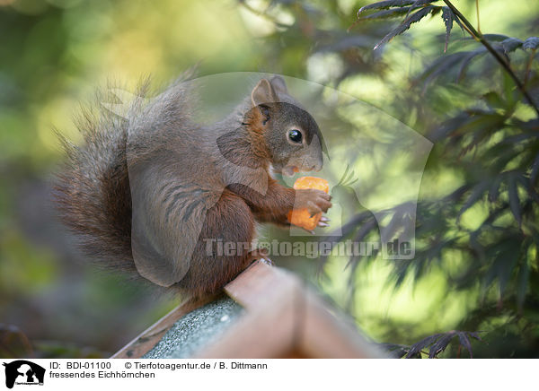 fressendes Eichhrnchen / eating squirrel / BDI-01100