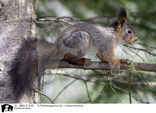 Eichhrnchen / Squirrel / MBS-21235