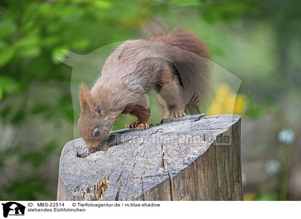 stehendes Eichhrnchen / standing Squirrel / MBS-22514
