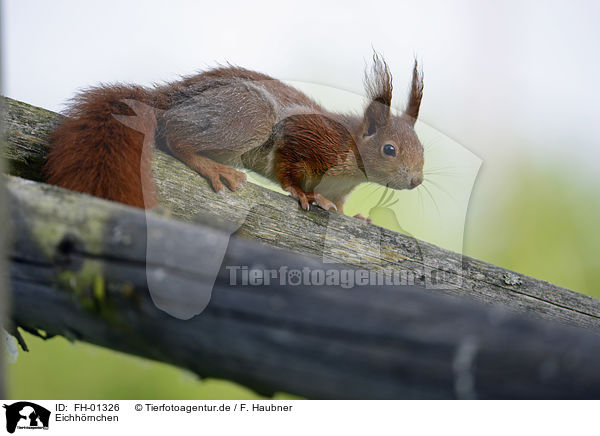 Eichh�rnchen / Squirrel / FH-01326