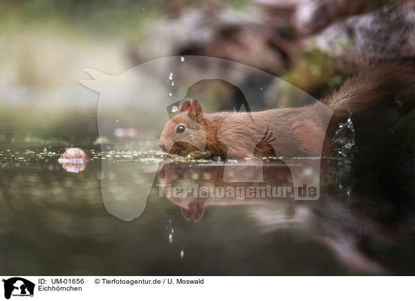 Eichh�rnchen / Squirrel / UM-01656