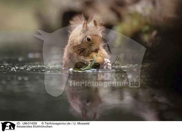 fressendes Eichh�rnchen / eating Squirrel / UM-01658