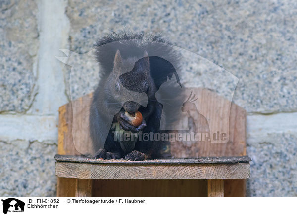 Eichhrnchen / squirrel / FH-01852