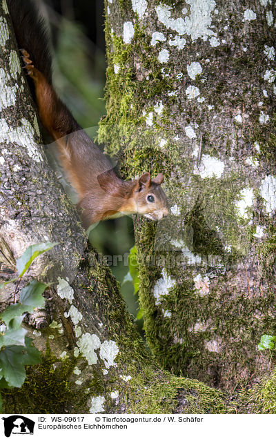 Europisches Eichhrnchen / Eurasian red squirrel / WS-09617
