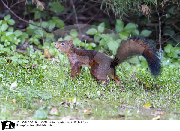 Europ�isches Eichh�rnchen / Eurasian red squirrel / WS-09619