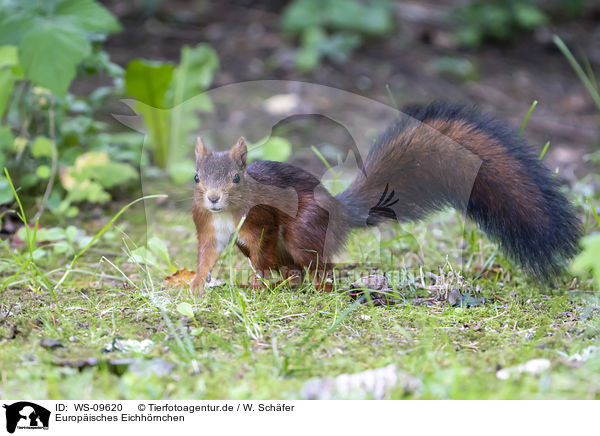 Europisches Eichhrnchen / Eurasian red squirrel / WS-09620