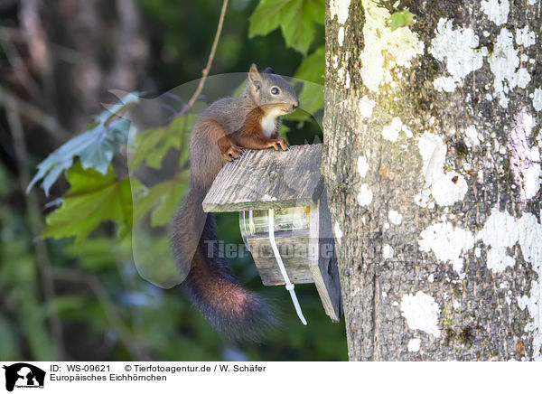 Europisches Eichhrnchen / Eurasian red squirrel / WS-09621