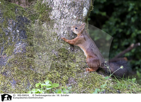 Europisches Eichhrnchen / Eurasian red squirrel / WS-09624