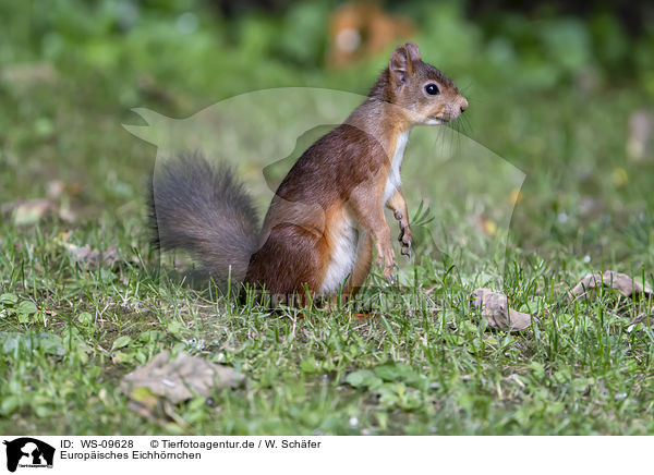 Europisches Eichhrnchen / Eurasian red squirrel / WS-09628