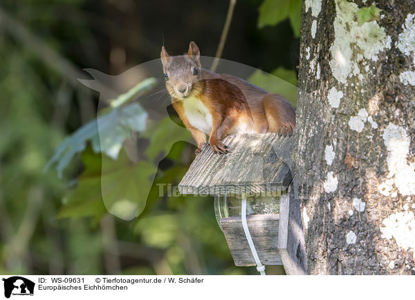 Europisches Eichhrnchen / Eurasian red squirrel / WS-09631