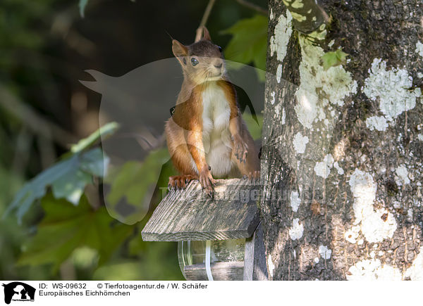 Europisches Eichhrnchen / Eurasian red squirrel / WS-09632