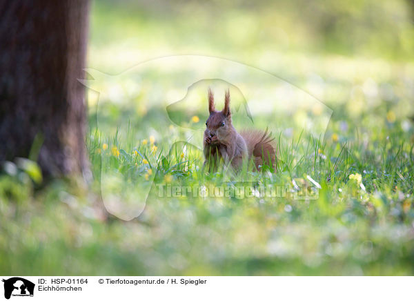 Eichhrnchen / Squirrel / HSP-01164