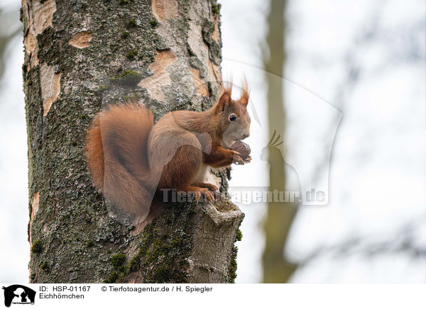 Eichhrnchen / Squirrel / HSP-01167
