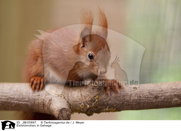 Eichhrnchen in Gehege / Squirrel in enclosure / JM-05897