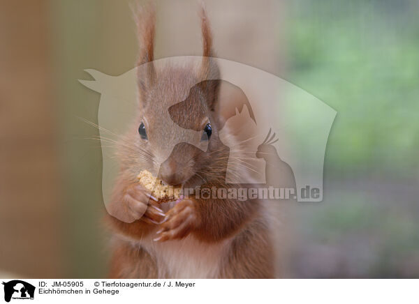 Eichhrnchen in Gehege / Squirrel in enclosure / JM-05905