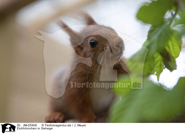 Eichhrnchen in Gehege / Squirrel in enclosure / JM-05906