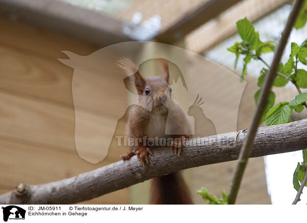Eichhrnchen in Gehege / Squirrel in enclosure / JM-05911
