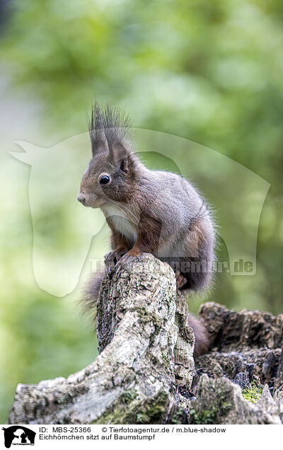 Eichhrnchen sitzt auf Baumstumpf / Squirrel sitting on tree stump / MBS-25366