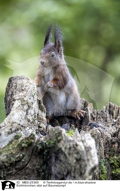 Eichhrnchen sitzt auf Baumstumpf / Squirrel sitting on tree stump / MBS-25369
