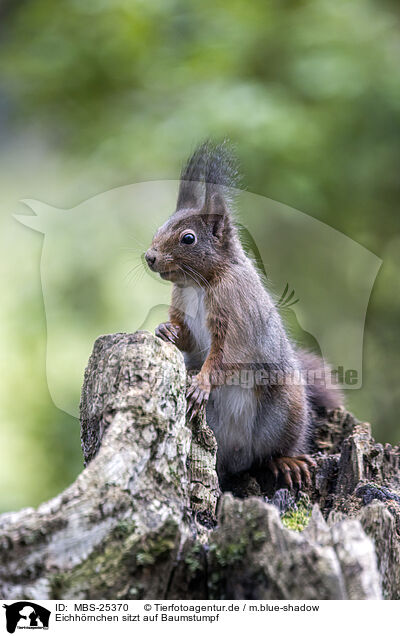 Eichhrnchen sitzt auf Baumstumpf / Squirrel sitting on tree stump / MBS-25370