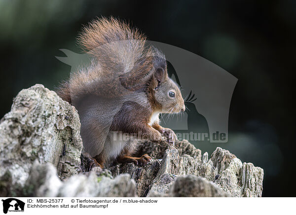 Eichhrnchen sitzt auf Baumstumpf / Squirrel sitting on tree stump / MBS-25377