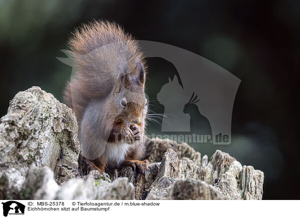 Eichhrnchen sitzt auf Baumstumpf / Squirrel sitting on tree stump / MBS-25378