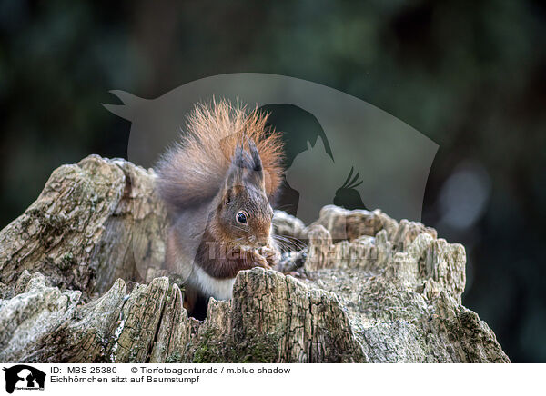 Eichhrnchen sitzt auf Baumstumpf / Squirrel sitting on tree stump / MBS-25380