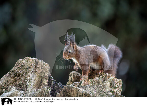 Eichhrnchen sitzt auf Baumstumpf / Squirrel sitting on tree stump / MBS-25388