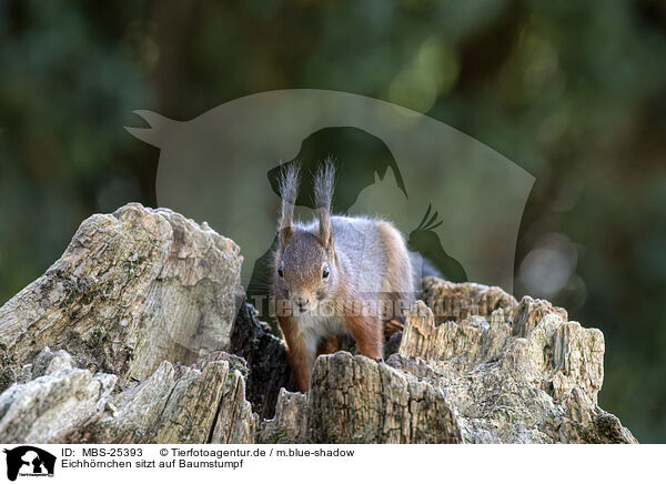 Eichhrnchen sitzt auf Baumstumpf / Squirrel sitting on tree stump / MBS-25393