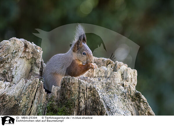 Eichhrnchen sitzt auf Baumstumpf / Squirrel sitting on tree stump / MBS-25394