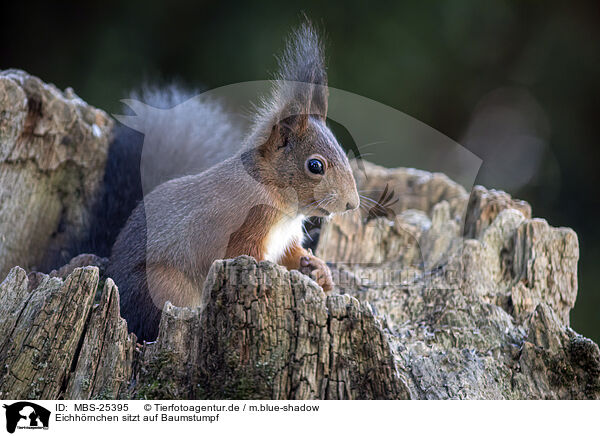 Eichhrnchen sitzt auf Baumstumpf / Squirrel sitting on tree stump / MBS-25395