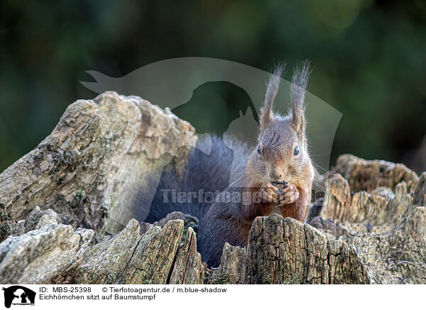 Eichhrnchen sitzt auf Baumstumpf / Squirrel sitting on tree stump / MBS-25398