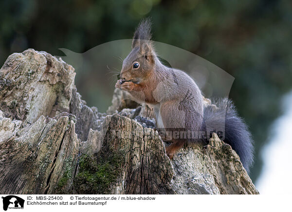 Eichhrnchen sitzt auf Baumstumpf / Squirrel sitting on tree stump / MBS-25400