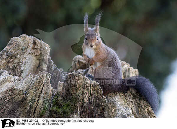 Eichhrnchen sitzt auf Baumstumpf / Squirrel sitting on tree stump / MBS-25402