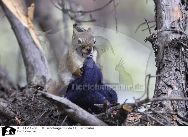 Eichhrnchen / squirrel / FF-14288