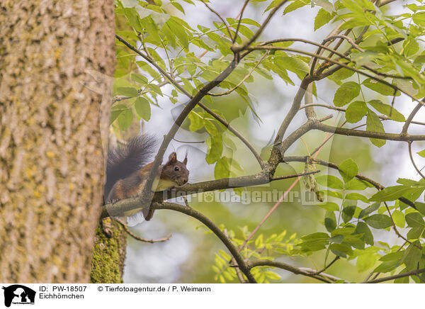 Eichhrnchen / Squirrel / PW-18507